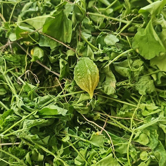 Photo of the plant species Bitter Melon by @gatorgardener named Marilyn on Greg, the plant care app