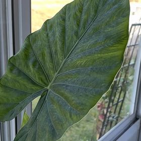 Photo of the plant species Elephant Ear by @EmmyRoseKeith18 named Alicia on Greg, the plant care app