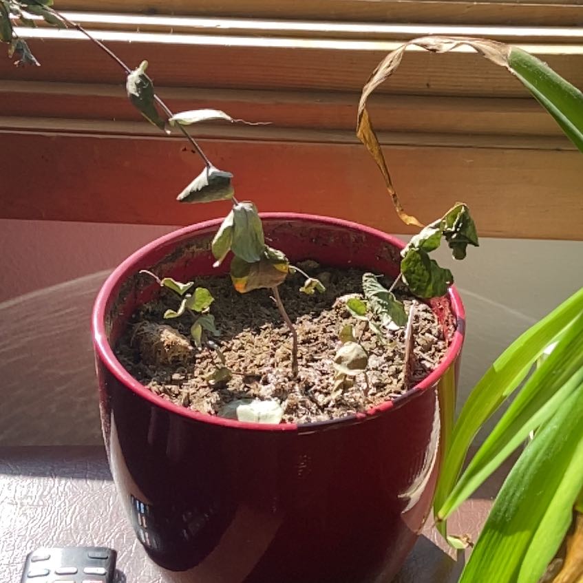 Photo of the plant species Cider gum by @JubilantTozzia named Daphne on Greg, the plant care app