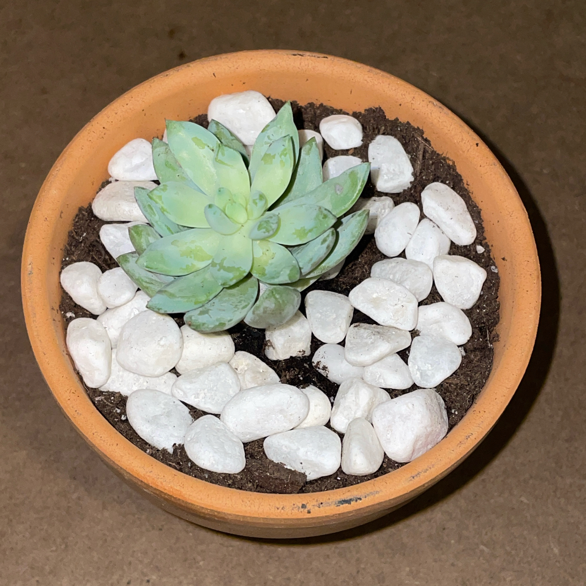 Photo of the plant species little jewel by @PoshNeontetra named Beckham on Greg, the plant care app