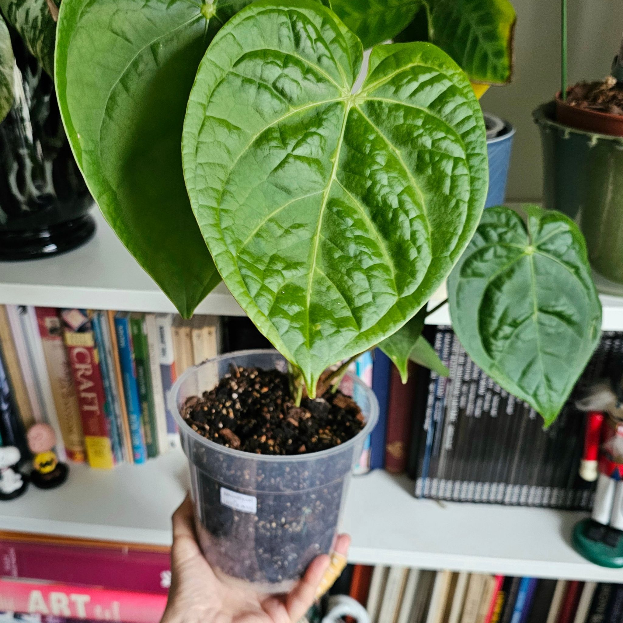 Photo of the plant species Anthurium Magnificum x Luxurians by @YeveMosaicaloe named Gobi on Greg, the plant care app