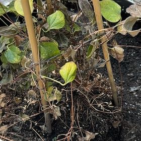 Photo of the plant species Clematis by @LuckyOregano named da Vinci on Greg, the plant care app