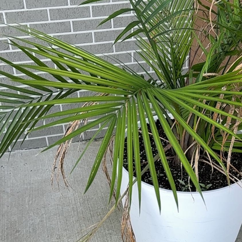 Photo of the plant species Canary Island Date Palm by @PureRedmangrove named Kobe on Greg, the plant care app
