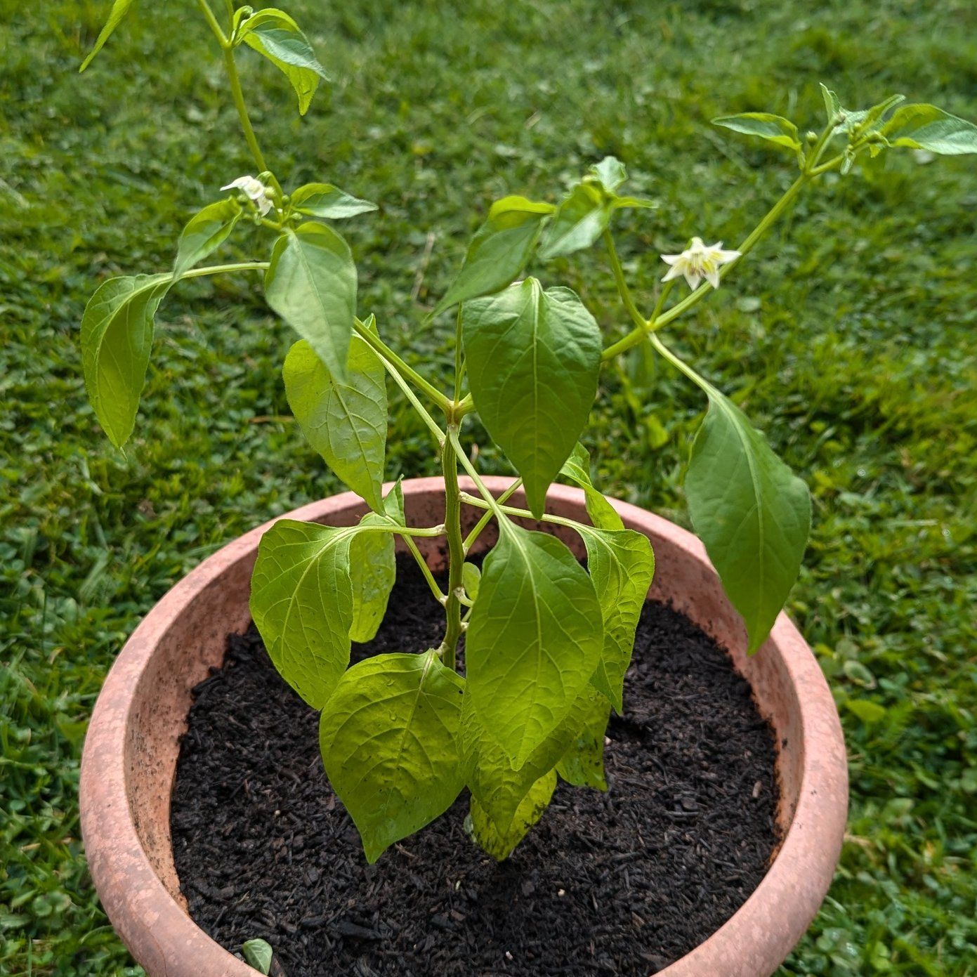 Photo of the plant species Hungarian Wax Pepper by @ProperlyPotato named Sherlock on Greg, the plant care app