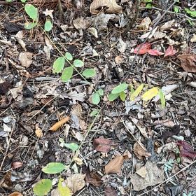 Photo of the plant species Alabama Supplejack by @RadRosydewplant named Demi on Greg, the plant care app