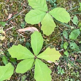 Photo of the plant species White Oak by @RadRosydewplant named Harry on Greg, the plant care app
