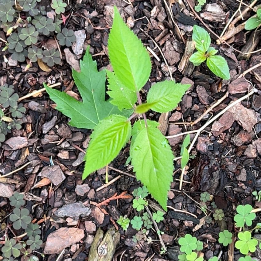 Photo of the plant species American Ginseng by @RadRosydewplant named Eva on Greg, the plant care app