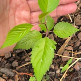 Photo of the plant species Japanese Flowering Cherry by @RadRosydewplant named Sir Plancelot on Greg, the plant care app