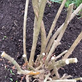 Photo of the plant species Slipper Plant by @RadRosydewplant named Anne on Greg, the plant care app