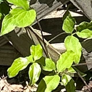 Photo of the plant species Purple Clematis by @RadRosydewplant named Forrest on Greg, the plant care app
