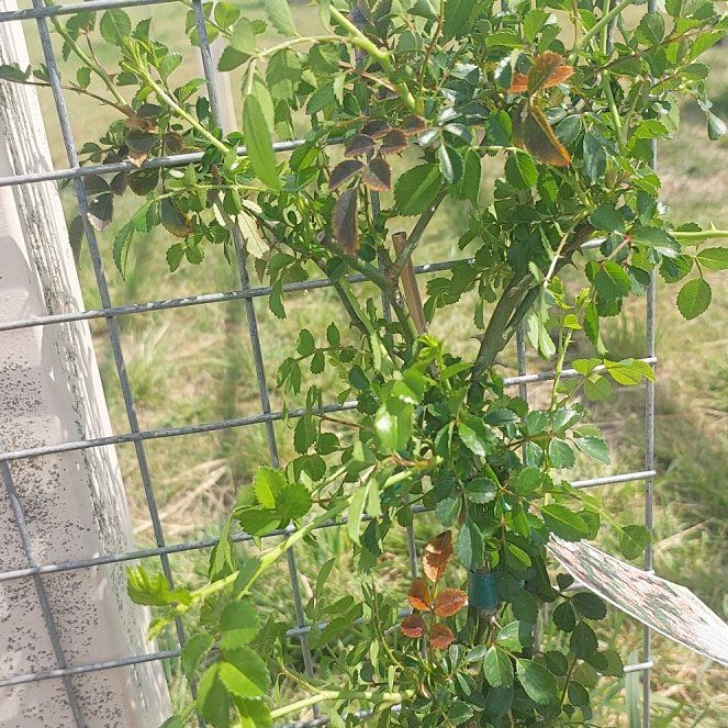 Photo of the plant species Dorothy Perkins Rose by @PetMalletflower named Lola on Greg, the plant care app
