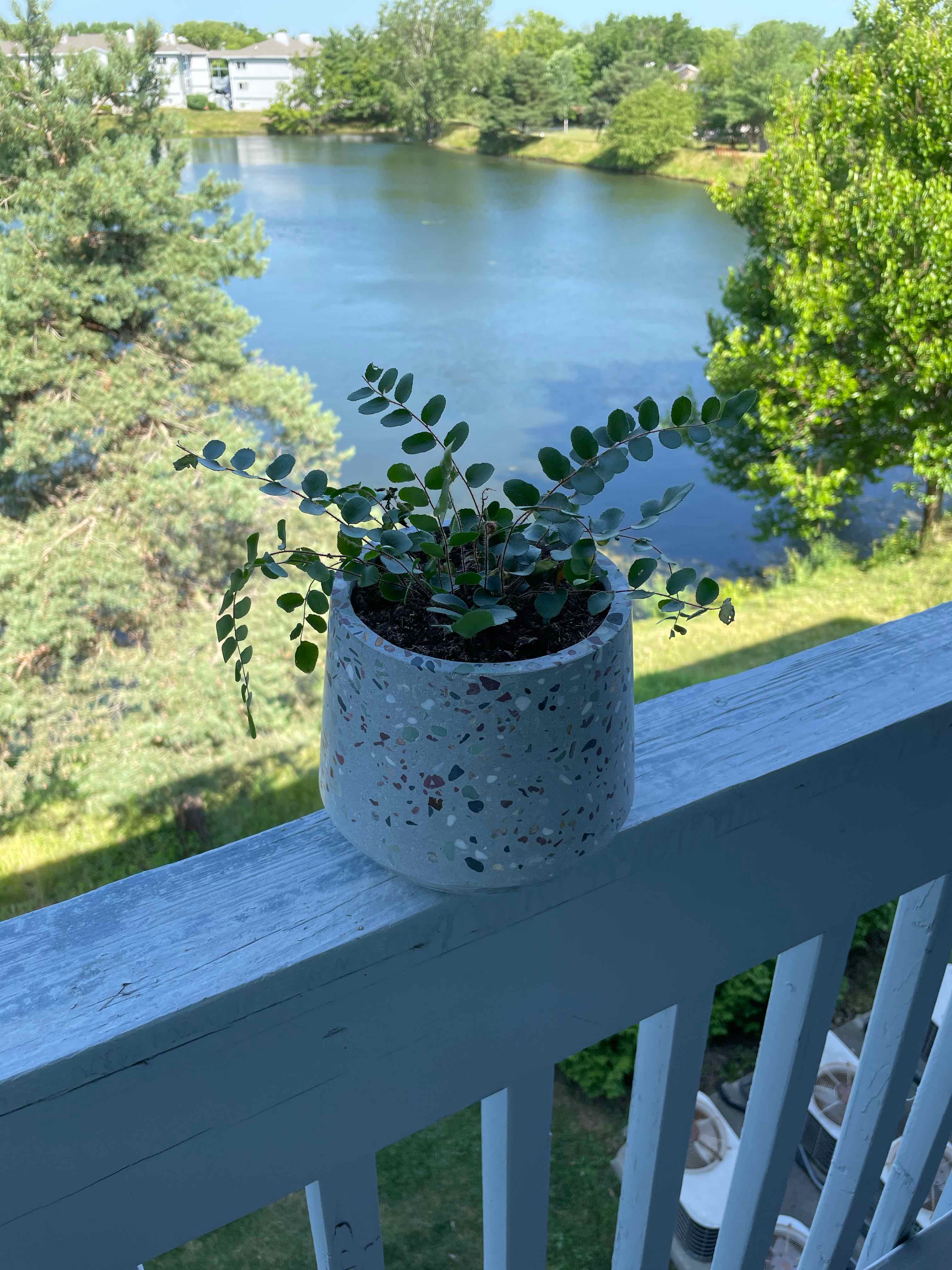 Pellaea rotundifolia plant in a pot on a balcony railing with a lake and trees in the background.