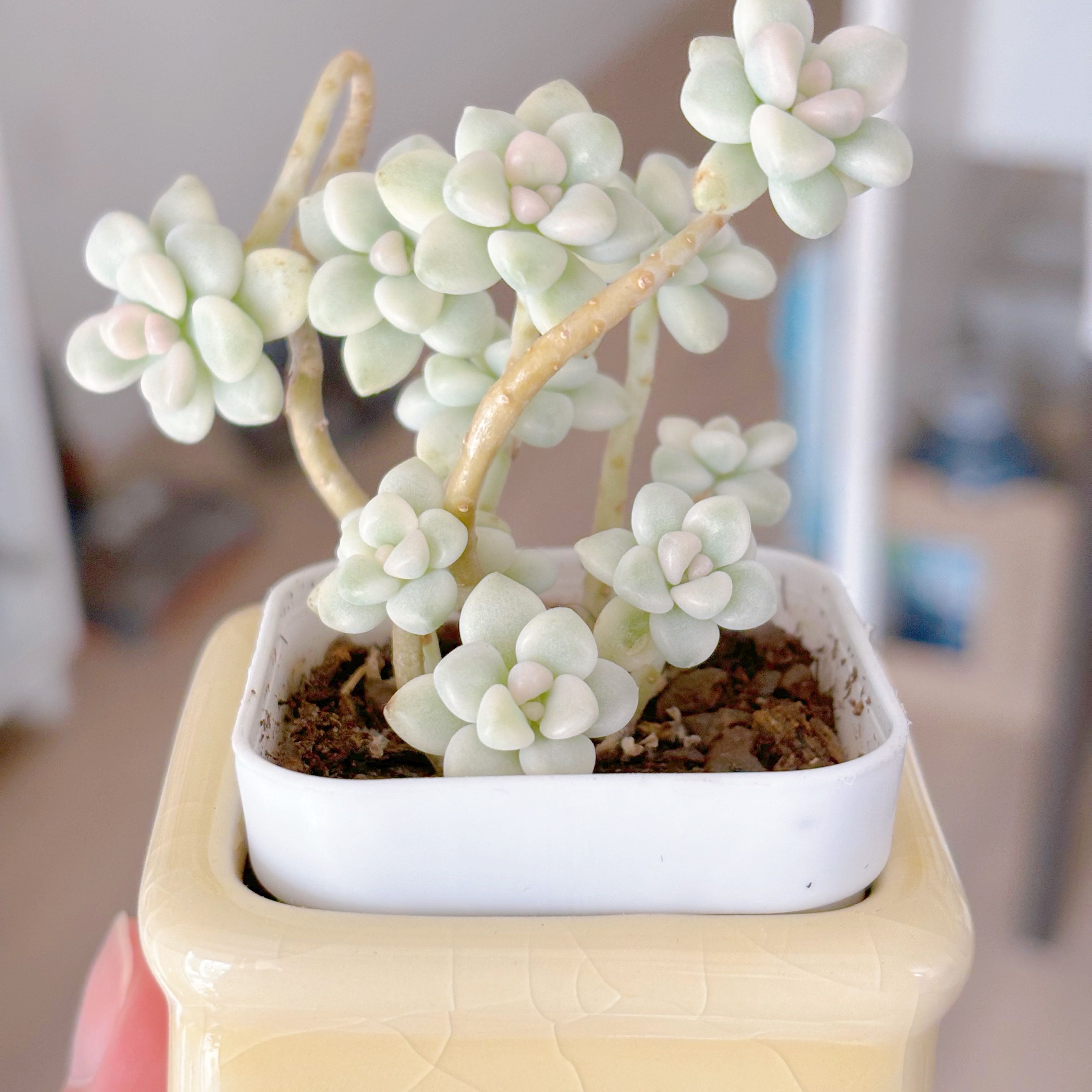 Photo of the plant species Graptopetalum mendozae by @Panda.Grow.Smth named Eva on Greg, the plant care app