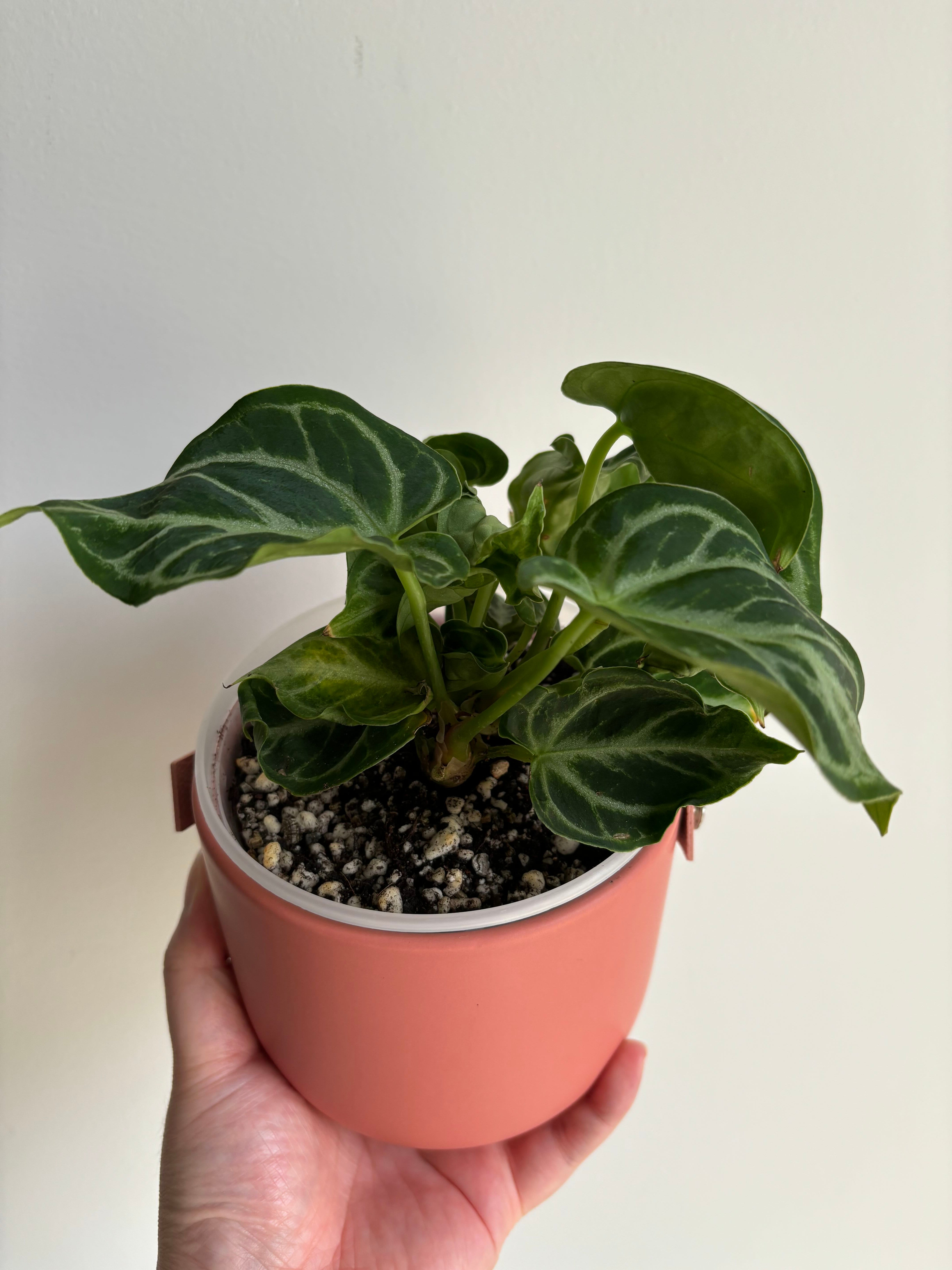 🌸 What To Do About Black Anthurium Dying