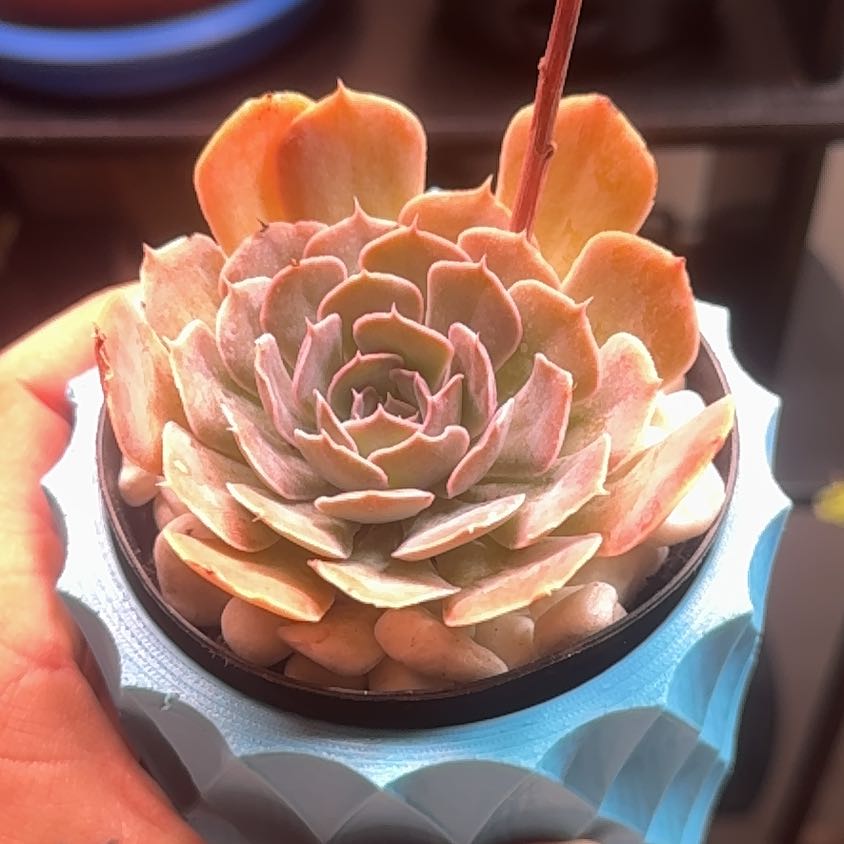 Photo of the plant species Echeveria Belen by @YoungFreesia29 named Harmony on Greg, the plant care app