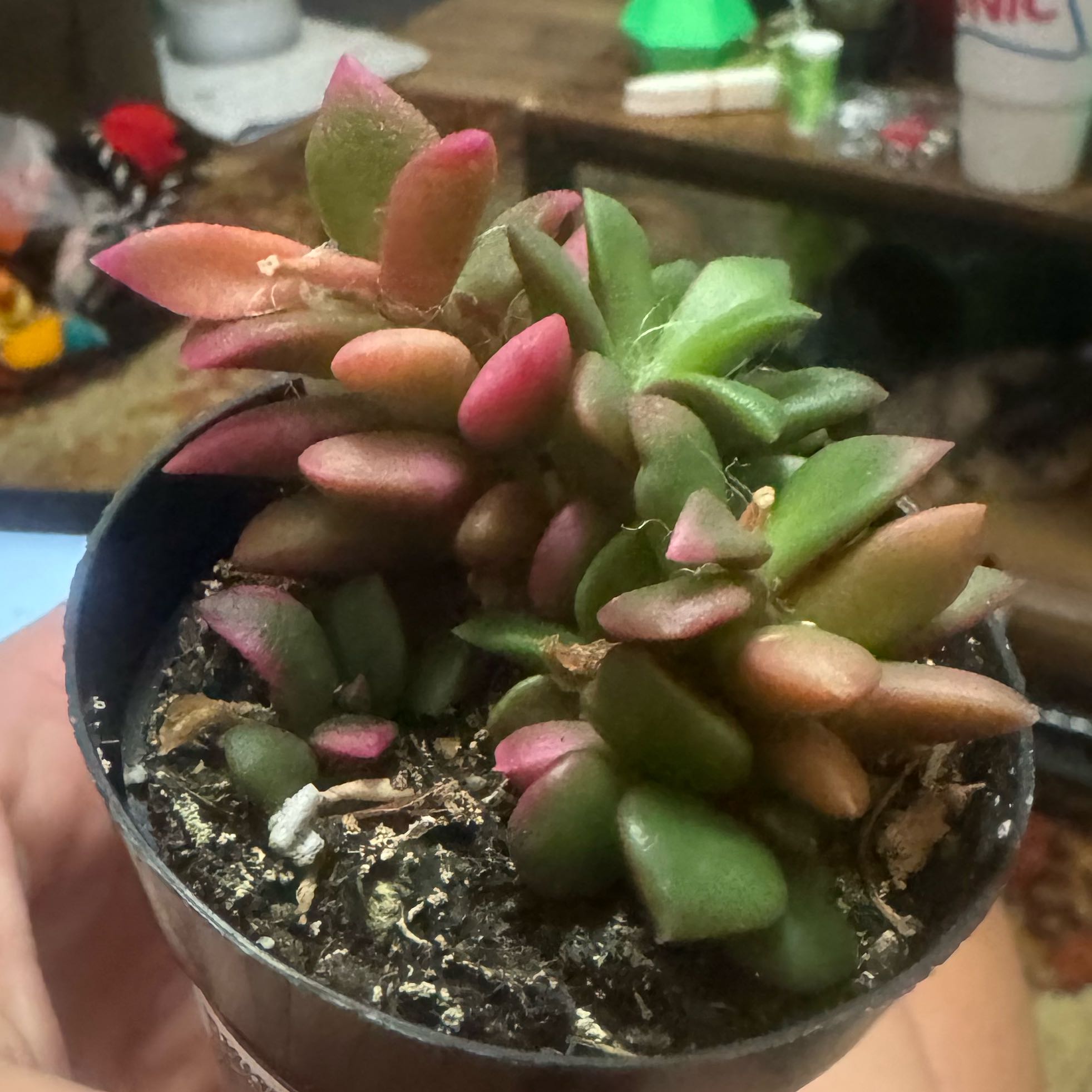 Photo of the plant species Anacampseros telephiastrum by @YoungFreesia29 named Ronaldo on Greg, the plant care app