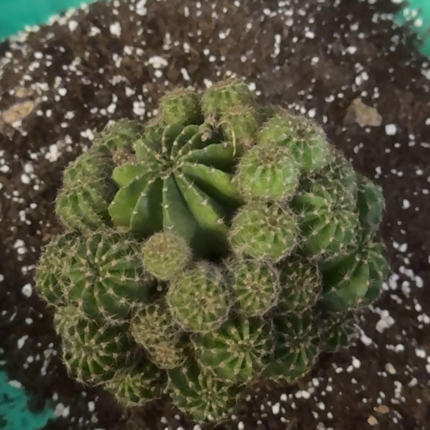 Photo of the plant species Cacto by @YoungFreesia29 named Kobe on Greg, the plant care app