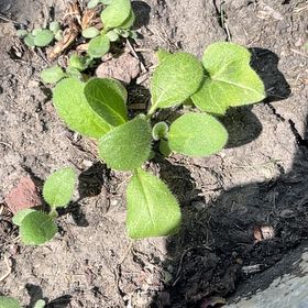 Photo of the plant species Creeping Phlox by @GreatGonolobus named Emerson on Greg, the plant care app