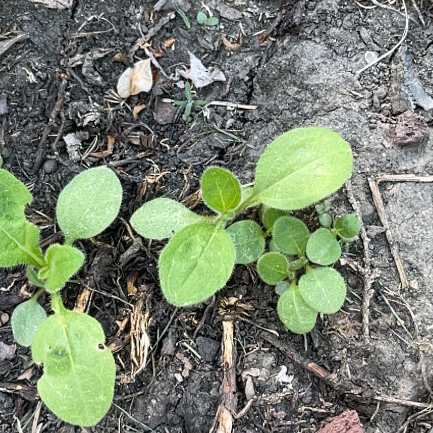 Photo of the plant species Creeping Phlox by @GreatGonolobus named Bieber on Greg, the plant care app
