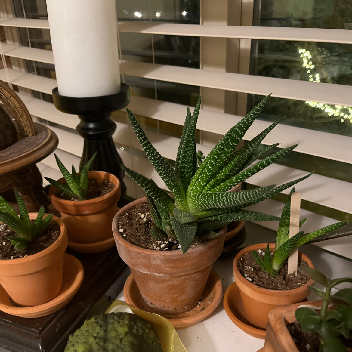 Photo of the plant species Zebra Plant by @Plant_Cuddler named Serious Black on Greg, the plant care app