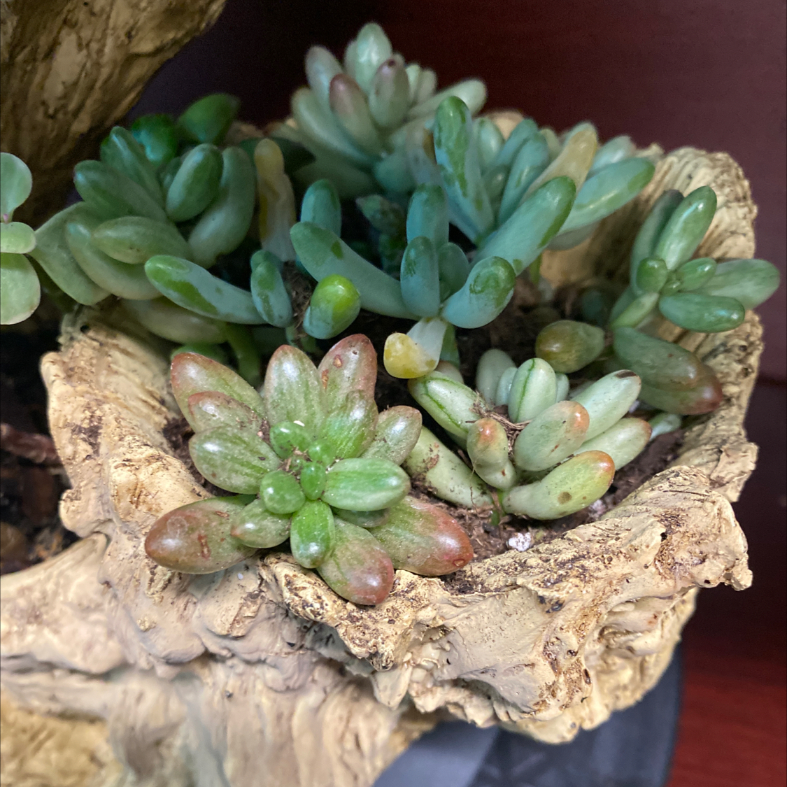 Photo of the plant species Sedum rubrotinctum 'Aurora' by @DreamboatMizuna named Log Sedum Aurora on Greg, the plant care app