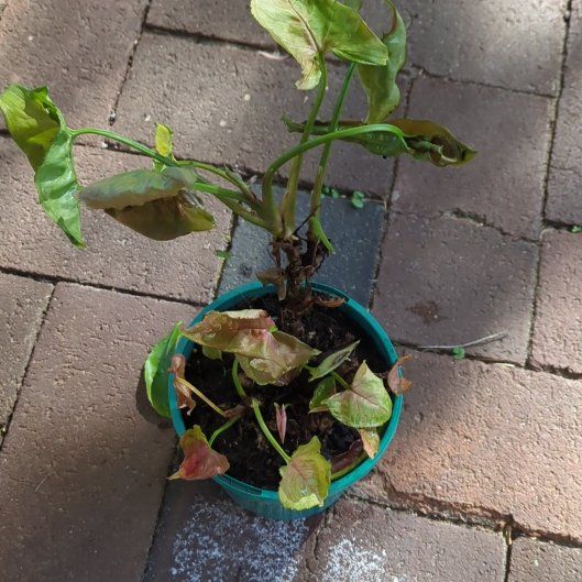 Photo of the plant species dwarf princess syngonium by @AstuteWhitestar named Doja Cat on Greg, the plant care app