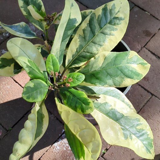 Photo of the plant species Pullback by @AstuteWhitestar named Kesha on Greg, the plant care app