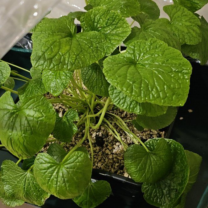 Photo of the plant species Wasabi by @ZappyButterweed named Messi on Greg, the plant care app