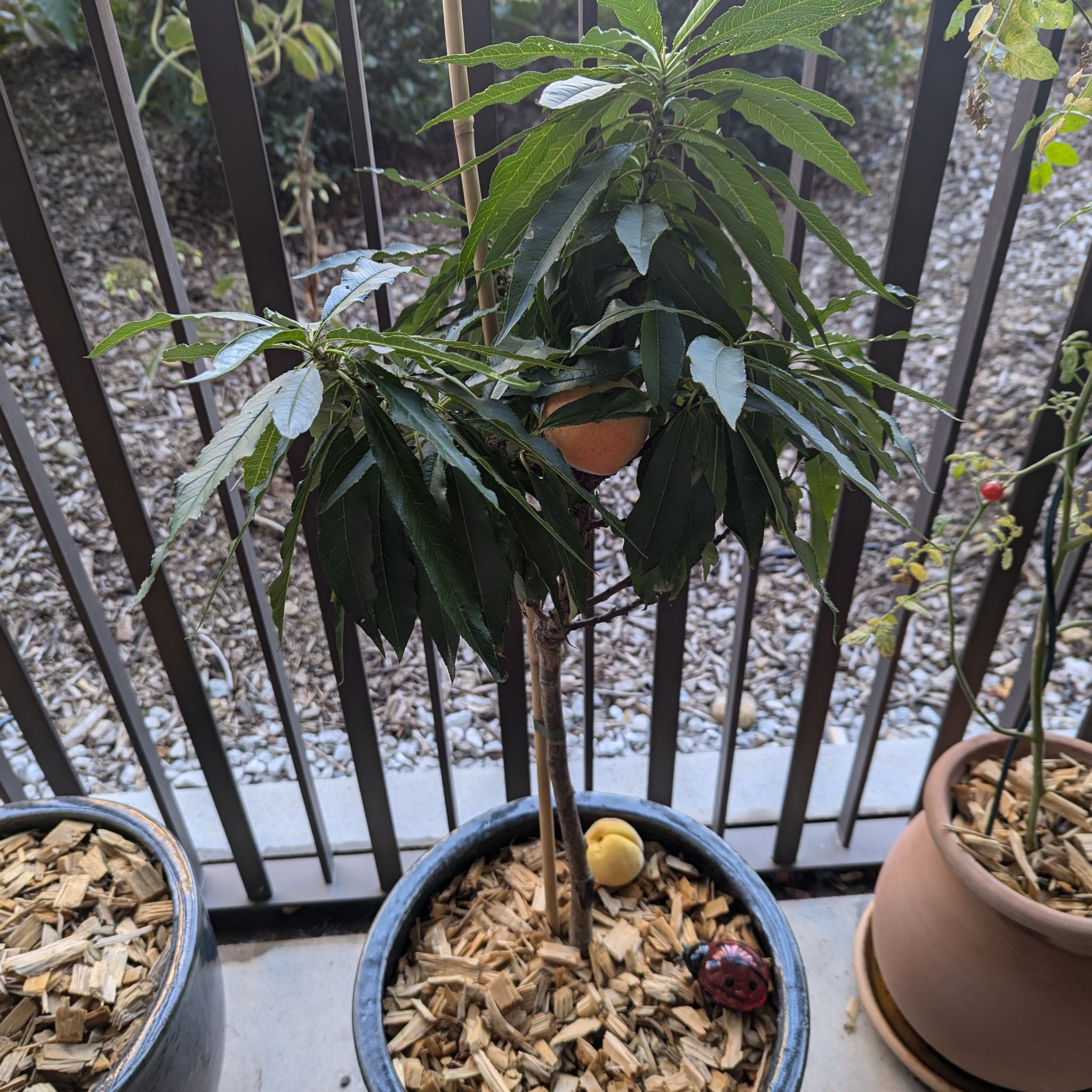 Photo of the plant species Bonanza Patio Peach Tree by @QuirkyCatnip named Bonanza on Greg, the plant care app