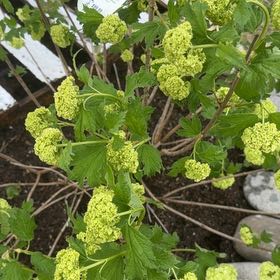 Photo of the plant species Viburnum opulus subsp. trilobum by @SplendidPomelo named Snowball on Greg, the plant care app