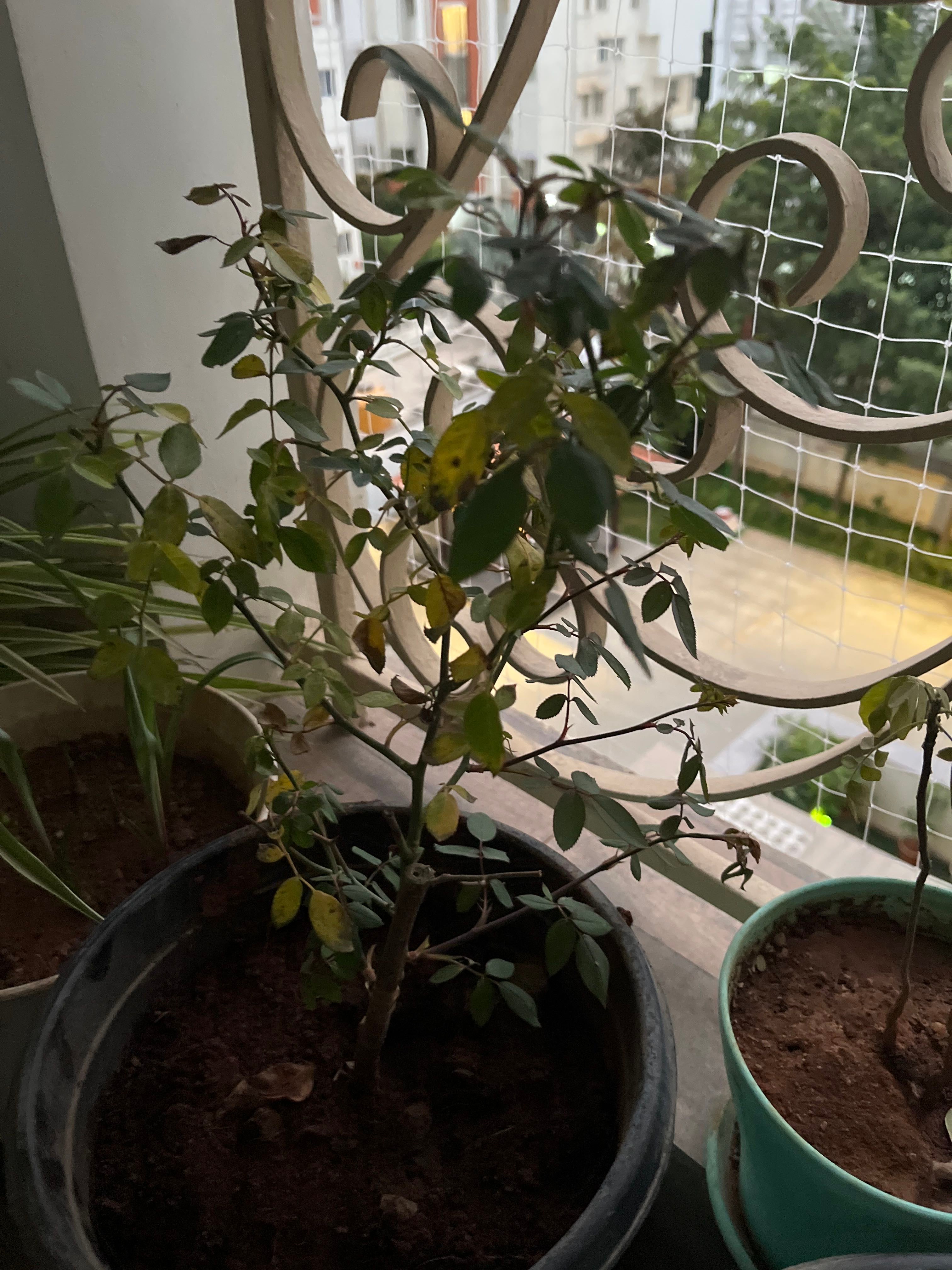 ️ Why Your Arctic Rose Buds Won't Open