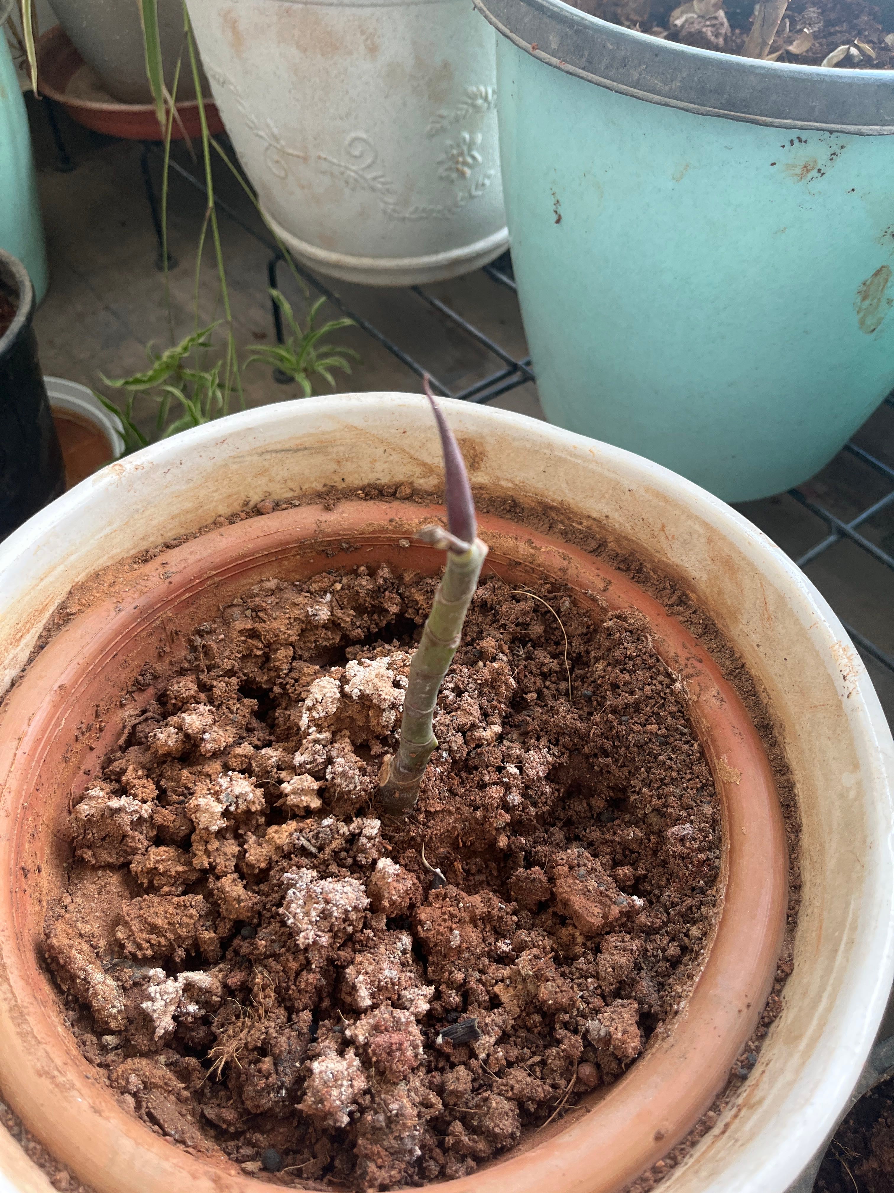 Optimal Hardiness Zones for Celeste Fig 6a9b 🍑