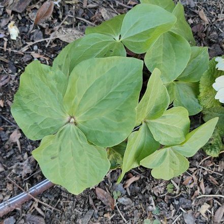 Photo of the plant species Pacific Trillium by @YokeJeweledaloe named Plato on Greg, the plant care app