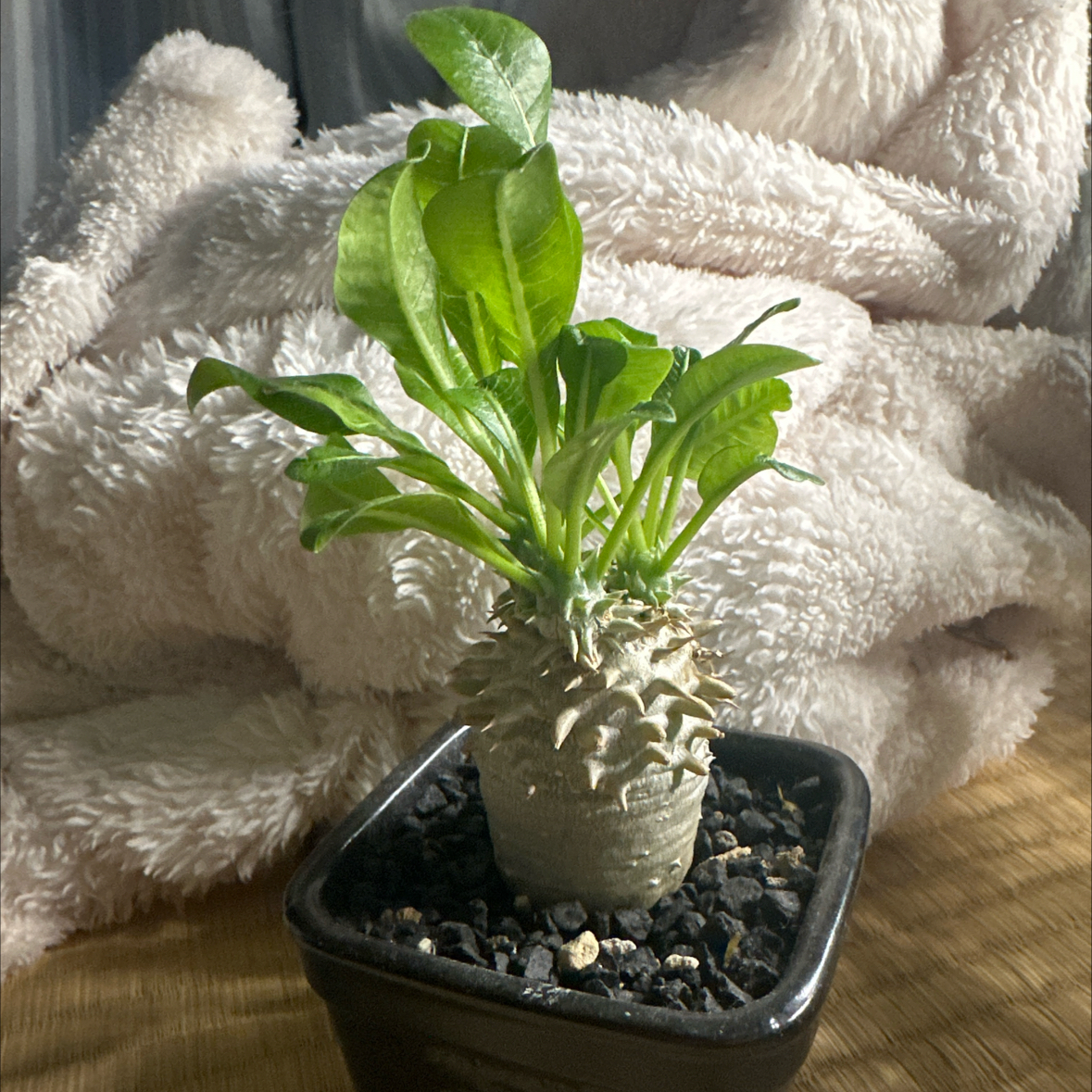 Photo of the plant species Pachypodium eburneum by @Mariko named Fugu on Greg, the plant care app
