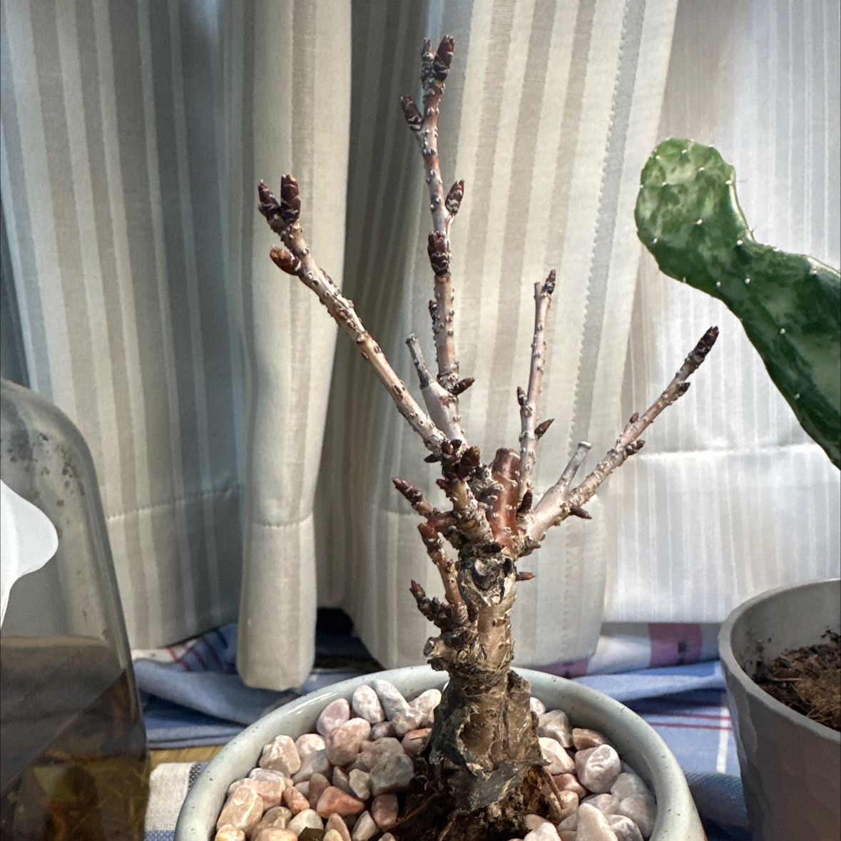 Photo of the plant species Dwarf Sakura by @Mariko named Khaleesi on Greg, the plant care app