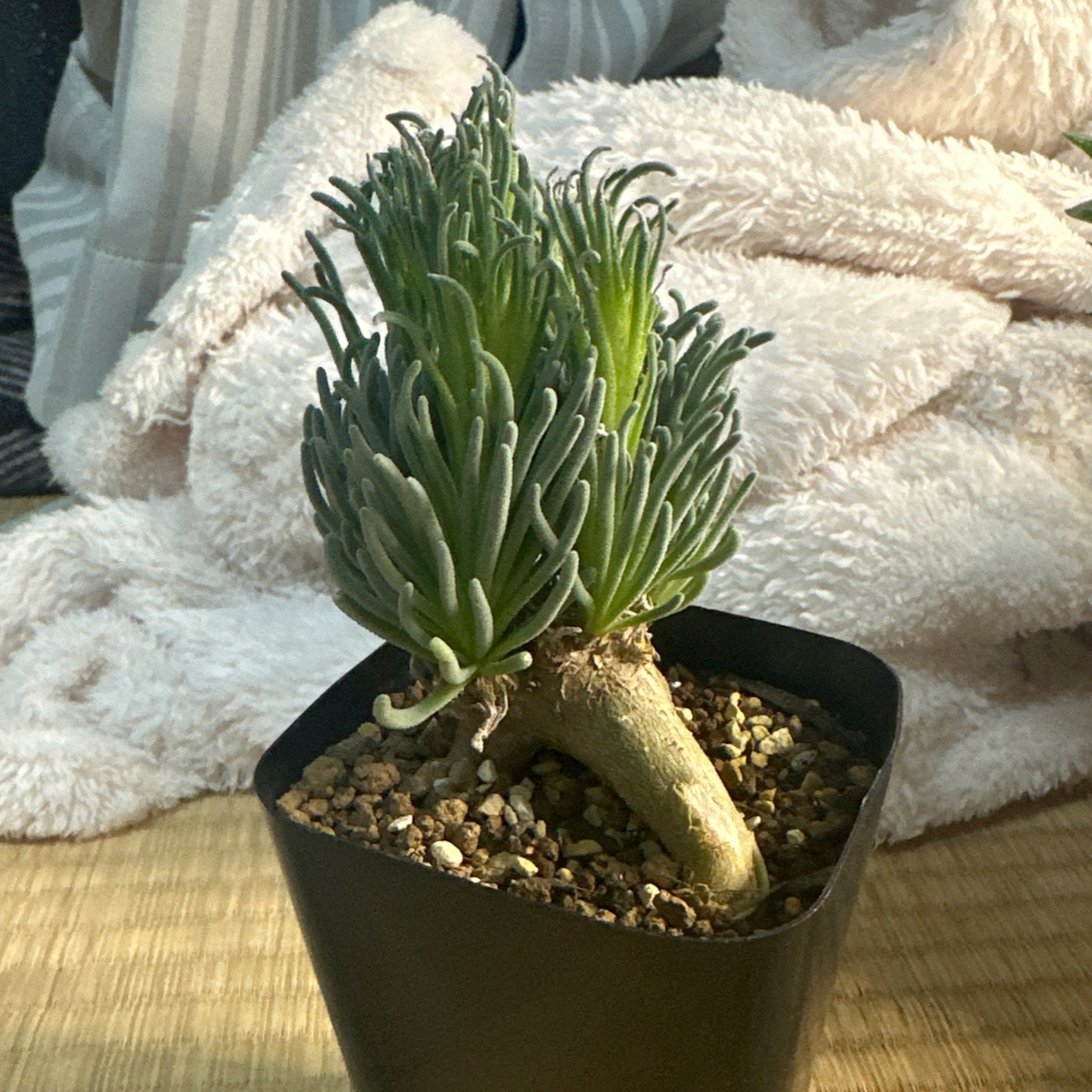Photo of the plant species Phyllobolus rabiei by @Mariko named Olya on Greg, the plant care app