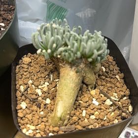 Plant care for Phyllobolus resurgens on Greg, the plant care app