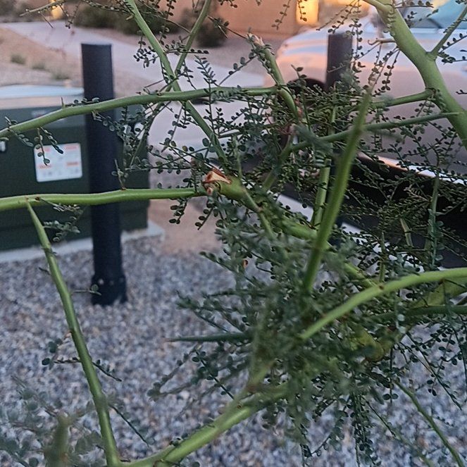Photo of the plant species Palo Verde by @LavishMaitake named ChloroPhil on Greg, the plant care app