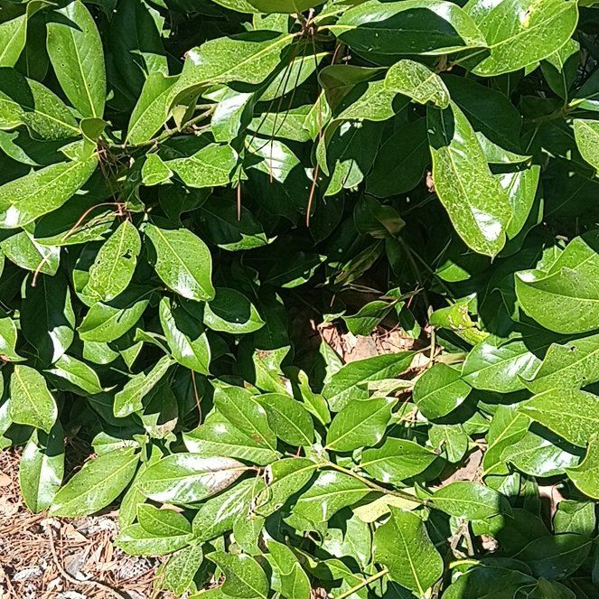Photo of the plant species Laurustinus by @LavishMaitake named Remington on Greg, the plant care app