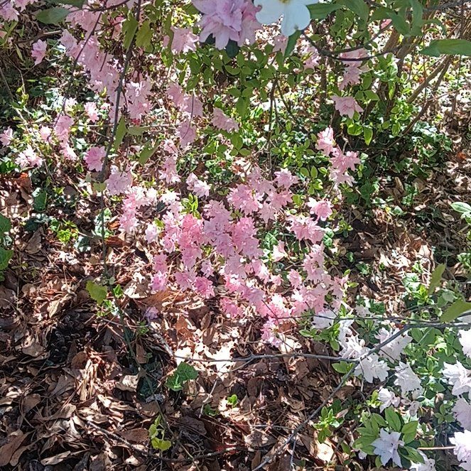 Photo of the plant species Mountain Azalea by @LavishMaitake named Muhammad Ali on Greg, the plant care app