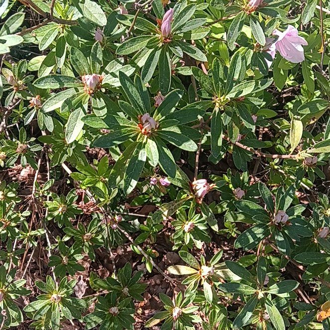 Photo of the plant species Alpenrose by @LavishMaitake named Duke on Greg, the plant care app