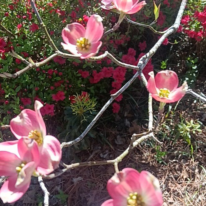 Photo of the plant species Flowering Quince by @LavishMaitake named Rihanna on Greg, the plant care app