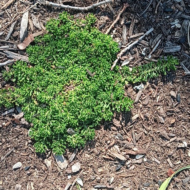 Photo of the plant species Field Burrweed by @LavishMaitake named Walt on Greg, the plant care app