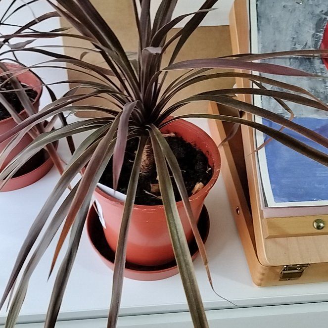 Photo of the plant species Cordyline australis 'Red Star' by @LeafyLouise named Bella on Greg, the plant care app