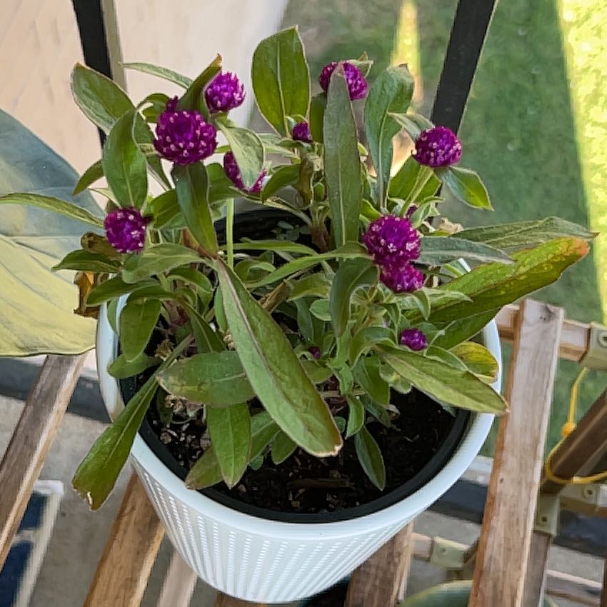 Photo of the plant species Globe Amaranth by @Jamminwelch named Fernie Saunders on Greg, the plant care app