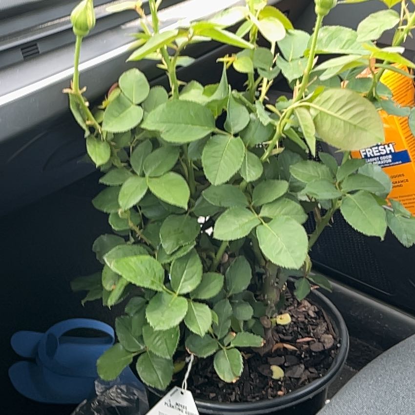 Photo of the plant species Midas Touch Rose by @Jamminwelch named Zion on Greg, the plant care app