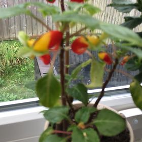 Photo of the plant species Parrot Impatiens by @SupremeMikimiki named Paul on Greg, the plant care app