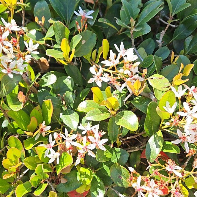 Photo of the plant species Indian Hawthorn by @NiceSmallbalsam named White on Greg, the plant care app