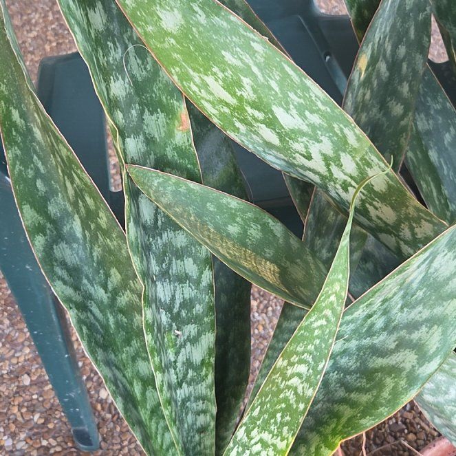 Photo of the plant species Gasteria Acinacifolia by @NiceSmallbalsam named Messi on Greg, the plant care app