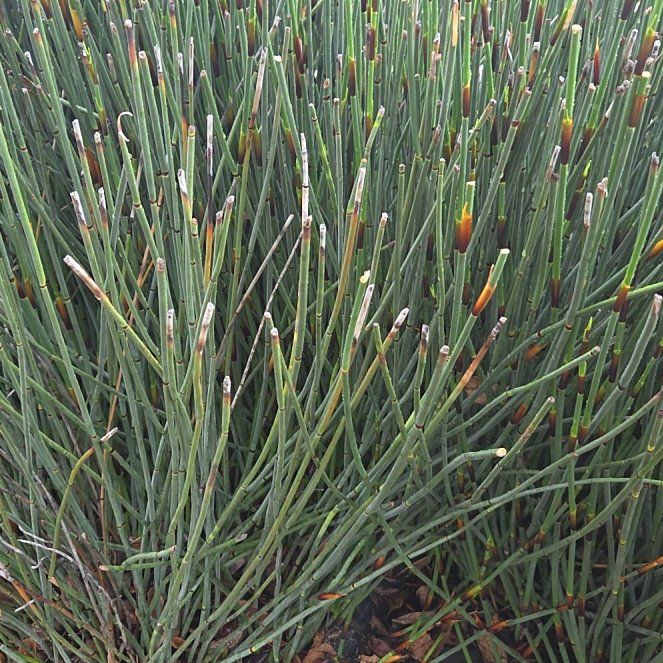 Photo of the plant species Slender Club-Rush by @NiceSmallbalsam named Rainier on Greg, the plant care app